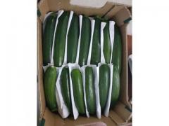 Fresh zucchini origin Morocco