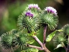 Organic and natural burdock origin Morocco
