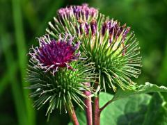 Organic and natural burdock origin Morocco
