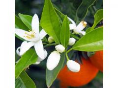 Organic and natural orange blossom origin Morocco