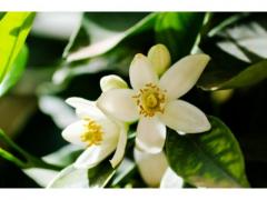 Organic and natural orange blossom origin Morocco