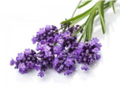 Organic and natural lavender of good quality origin Morocco
