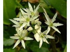Wild garlic (aillum ursinum) organic and natural origin Morocco