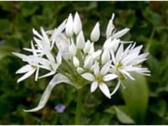 L'ail des ours (aillum ursinum) bio et naturelle origine Maroc