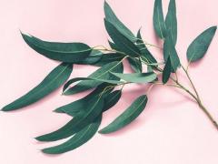 Organic and natural eucalyptus from Morocco
