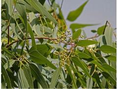 Organic and natural eucalyptus from Morocco