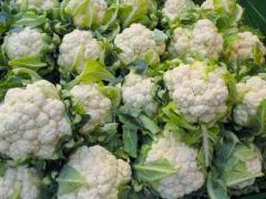 Fresh white cauliflower