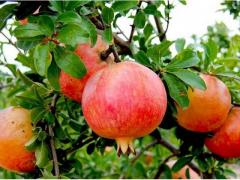 Sweet pomegranate with an exceptional taste
