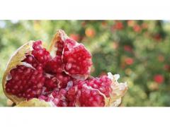 Sweet pomegranate with an exceptional taste