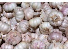 Moroccan garlic