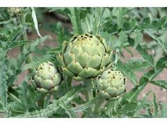 Perfect fresh artichoke