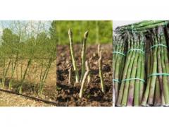Asparagus of high quality