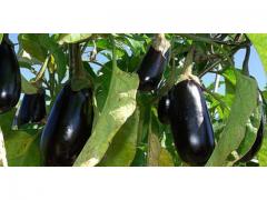 Fresh eggplant from Morocco