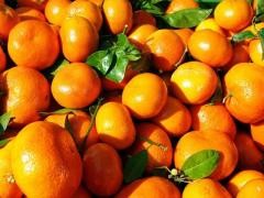 Clementine nour of high quality origin Morocco.