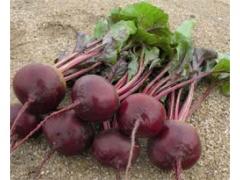 Red Vegetable Beetroot