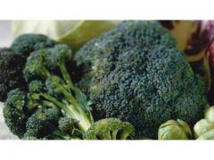 Green fresh broccoli