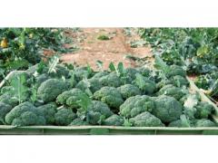Green fresh broccoli