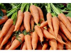 Orange carrot with a sweet taste