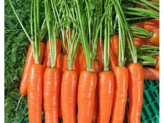 Orange carrot with a sweet taste