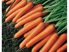 Orange carrot with a sweet taste