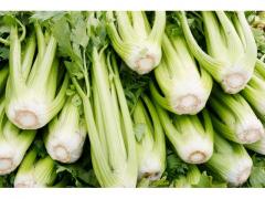 Celery of Moroccan origin