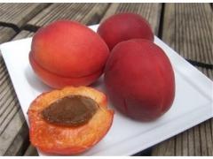 Roussillon red apricot