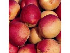 Roussillon red apricot