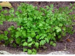 Green chervil