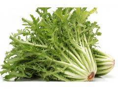 Green chicory