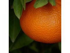Mandarine ortanique avec un gout exceptionnel.
