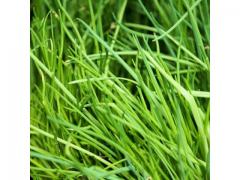 Common chives