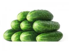 Fresh dark green cucumber