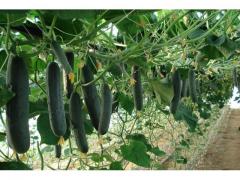 Fresh dark green cucumber