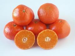 Tangerine nadorcotte Moroccan production
