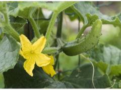 Cornichon frais du Maroc