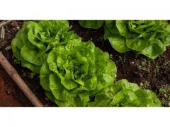 The lettuce salad