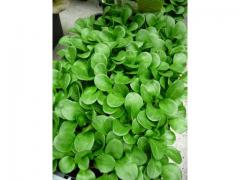 The lettuce salad