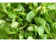 The lettuce salad