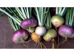 Turnips of Morocco