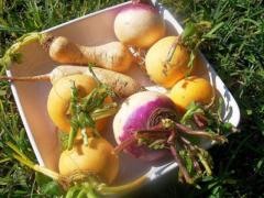 Turnips of Morocco