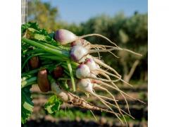 Turnips of Morocco