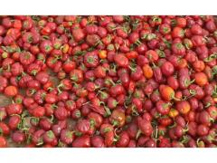 Red niora of high quality