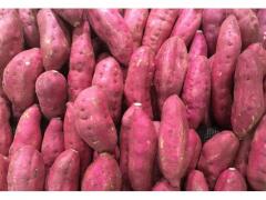 Sweet Potato of Morocco