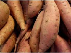 Sweet Potato of Morocco