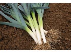 Leek of good quality