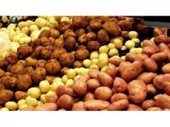 Very good quality potato