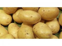 Very good quality potato