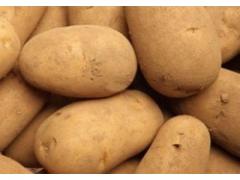 Very good quality potato