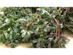 Moroccan purslane  fresh