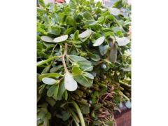 Moroccan purslane  fresh